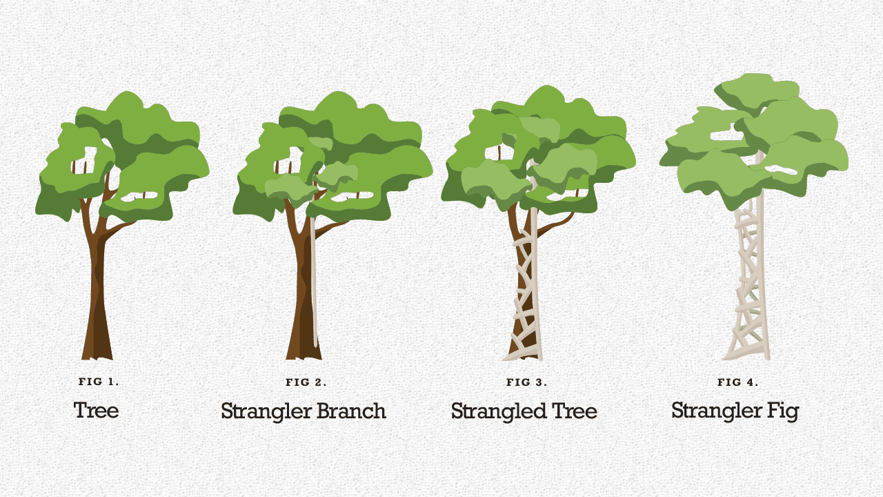 Startups, Pivots, and the Strangler Fig Pattern - June 2026